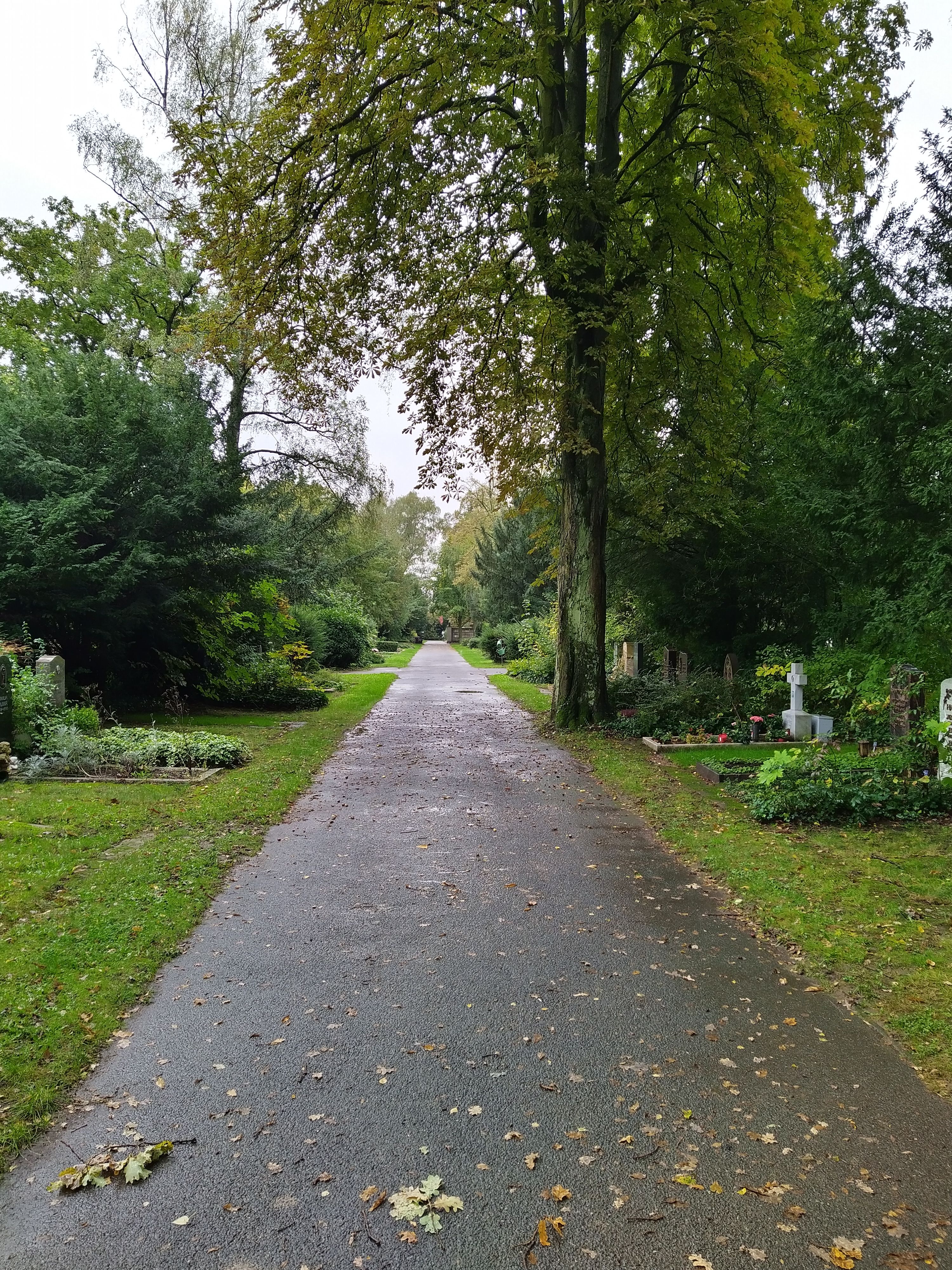 Gerader Weg durch dicht begrünte Grabfelder auf dem Friedhof Höchst